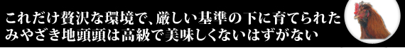 これだけ贅沢な環境で、厳しい基準の下に育てられた
みやざき地頭頭は高級で美味しくないはずがない